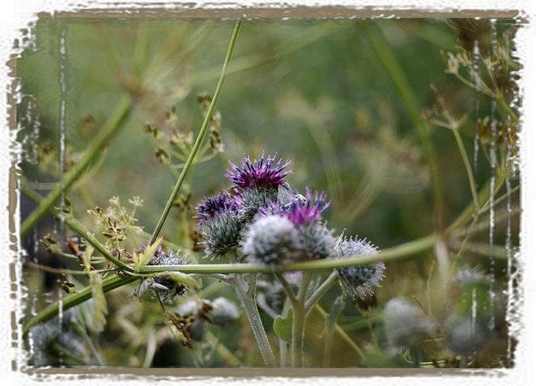 Arctium tomentosum - Still Life