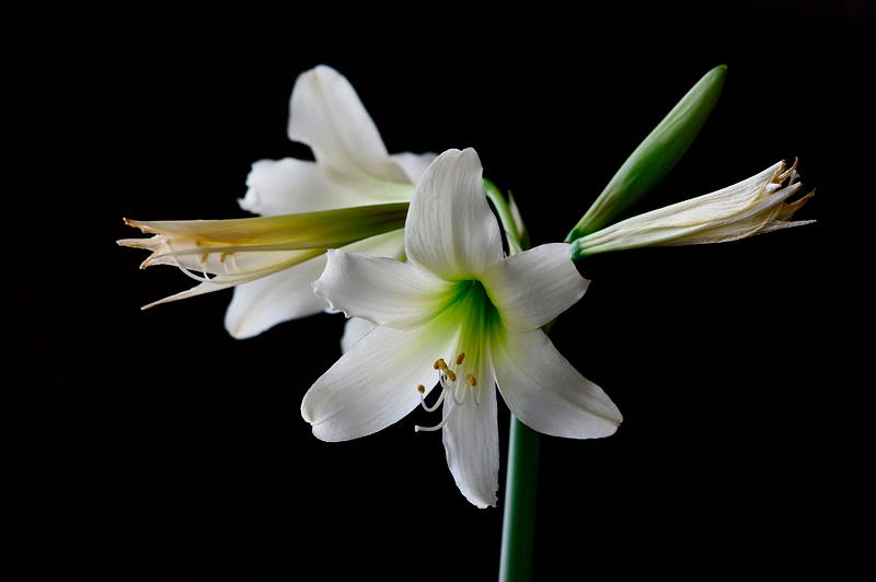 Hippeastrum 'Helios' 2 - Windowsill Garden