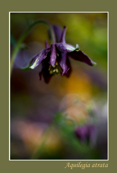 Aquilegia atrata - Garden perennials