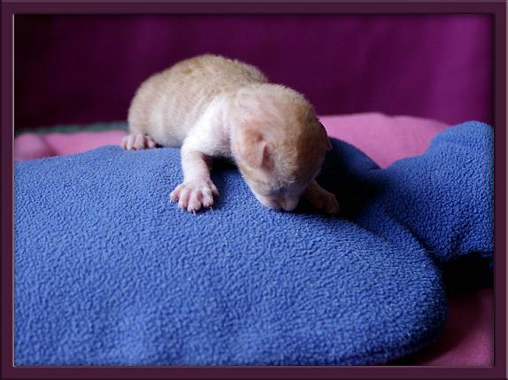 5 days - red/white boy - Linssi's kittens