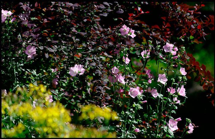 Linnea's Garden 7 - Parks and Gardens