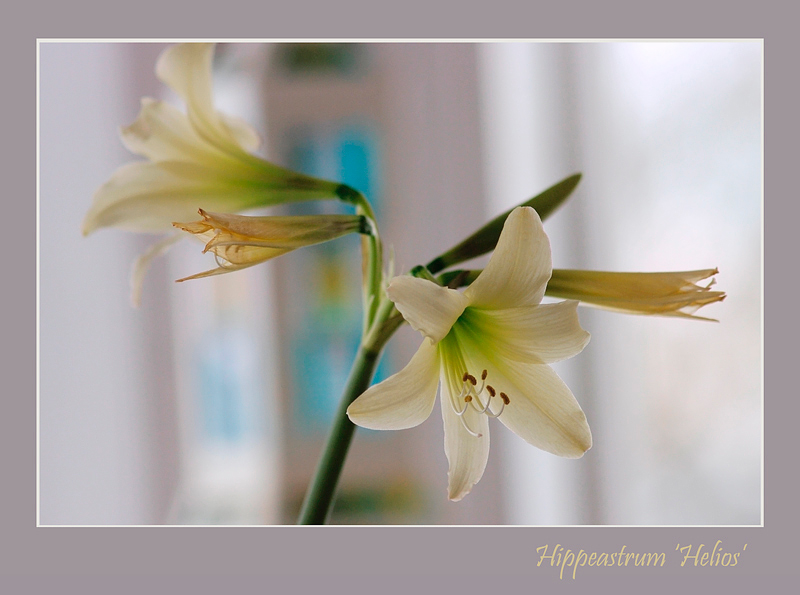 Hippeastrum 'Helios' - Windowsill Garden