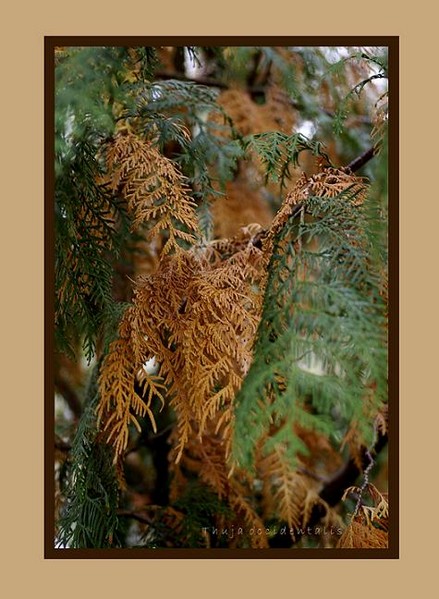 Thuja occidentalis - Trees and Shrubs
