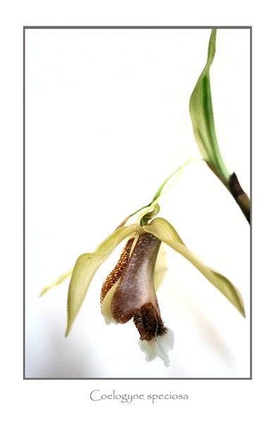 Coelogyne speciosa - Orchids