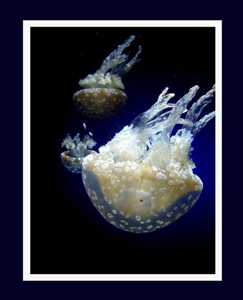 Mastigias papua 2 - Fauna