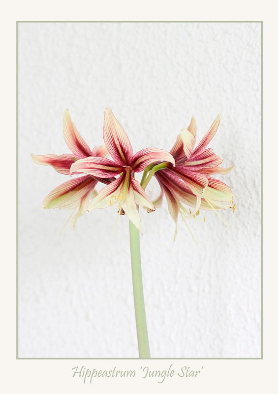 Hippeastrum 'Jungle Star' 4 - Windowsill Garden
