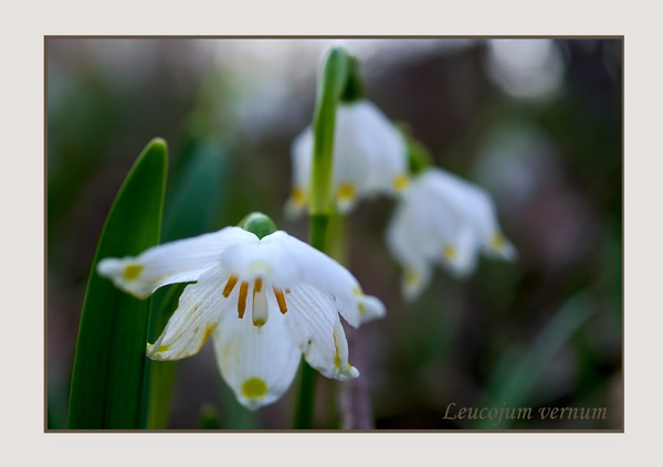 Leucojum vernum 2 - Garden perennials