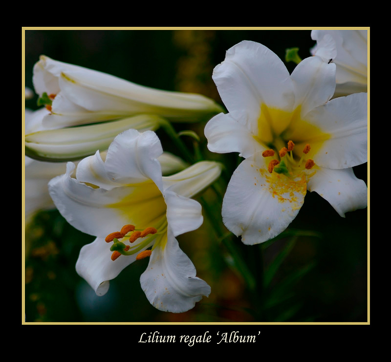 Lilium regale 'Album' 1 - Garden perennials