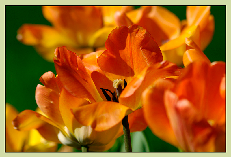 Tulipa 'Daydream' 1 - Garden perennials
