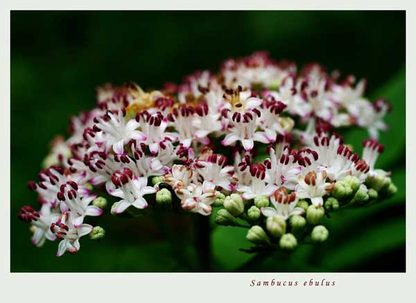 Sambucus ebulus 1 - Trees and Shrubs