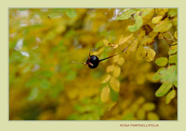 Rosa pimpinellifolia - Trees and Shrubs