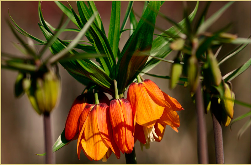Fritillaria imperialis 'Beethoven' - Garden perennials