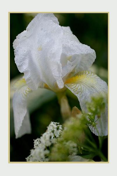 Iris germanica 'Florentina' - Still Life