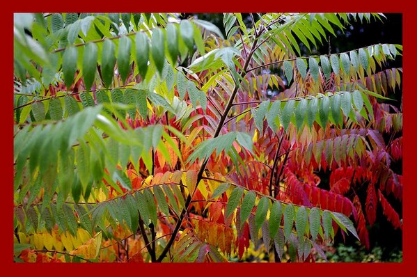 Rhus typhina 1 - Trees and Shrubs