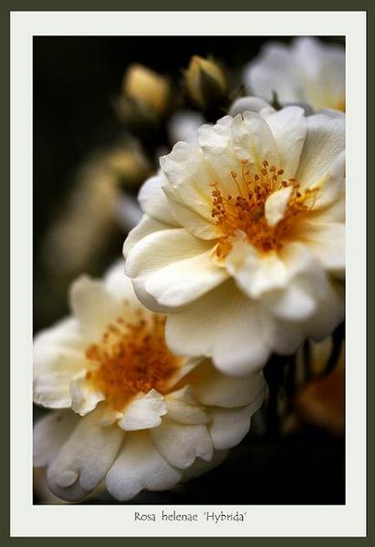 Rosa helenae 'Hybrida' - Roses