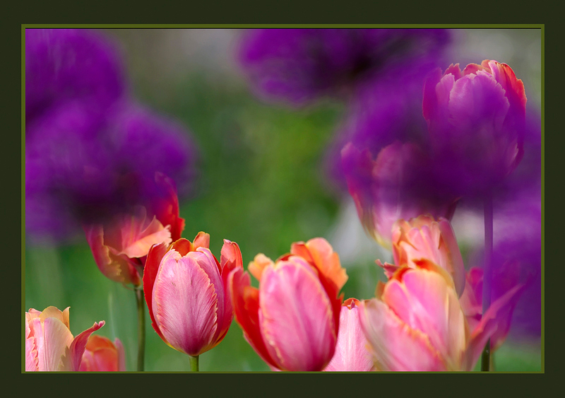 Onions and Tulips - Still Life