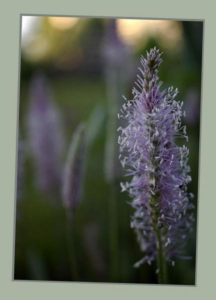 Plantago media - Garden perennials
