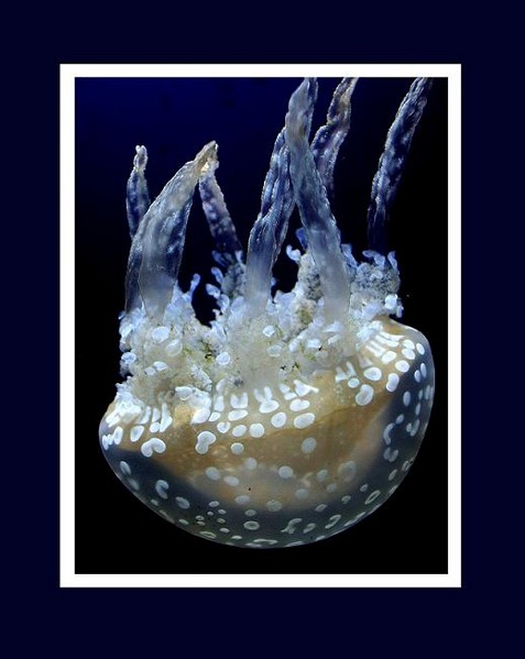 Mastigias papua 4 - Fauna