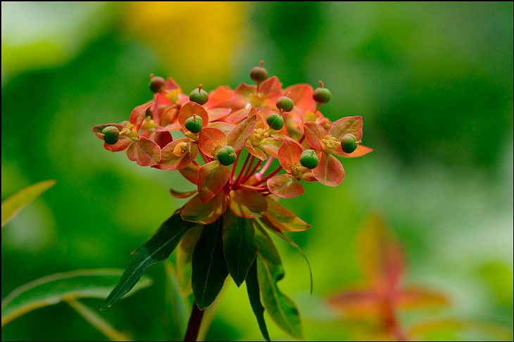 Euphorbia 'Fern Cottage' 2 - Garden perennials