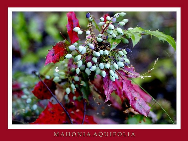 Mahonia aquifolia - Garden perennials