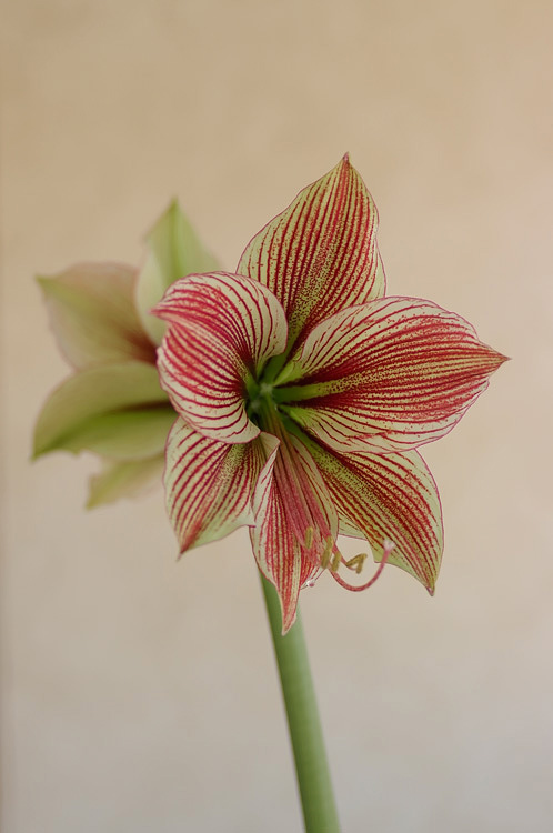 Hippeastrum 'Exotic Star' 3 - Windowsill Garden