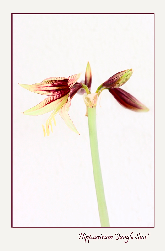 Hippeastrum 'Jungle Star' - Windowsill Garden