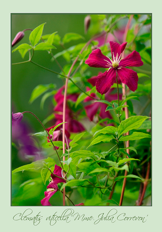 Clematis viticella 'Mme Julia Correvon' 2 - Garden perennials