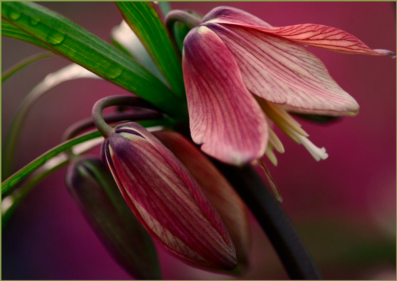 Fritillaria imperialis 'Bach' - Garden perennials