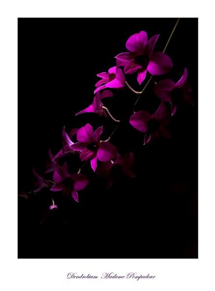 Dendrobium Madame Pompadour - Orchids