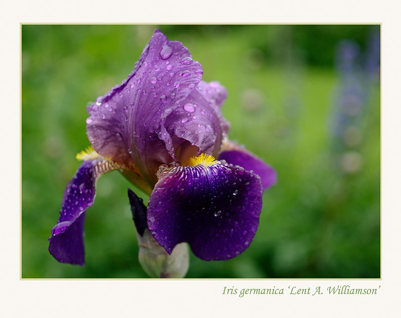 Iris germanica 'Lent A. Williamson' - Garden perennials