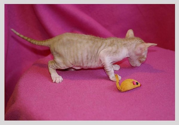 14 days - red/white boy - Linssi's kittens