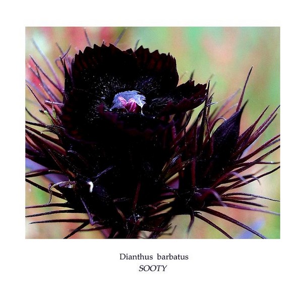 Dianthus barbatus 'Sooty' - Garden perennials