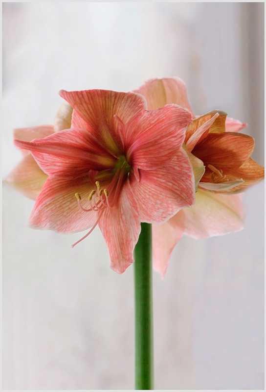 Hippeastrum 'Exotica' - Windowsill Garden