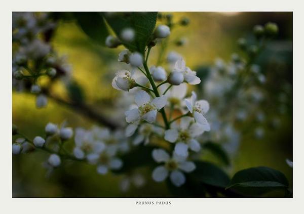 Prunus padus 2 - Trees and Shrubs