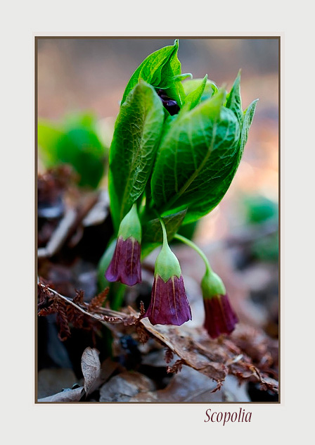 Scopolia - Garden perennials