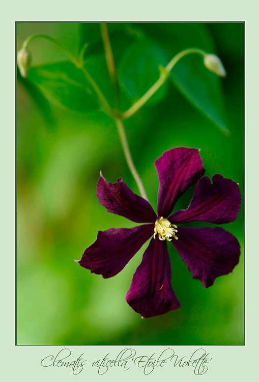 Clematis viticella 'Etoile Violette' - Garden perennials