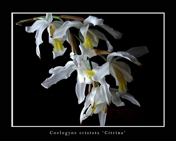 Coelogyne cristata 'Citrina' - Orchids