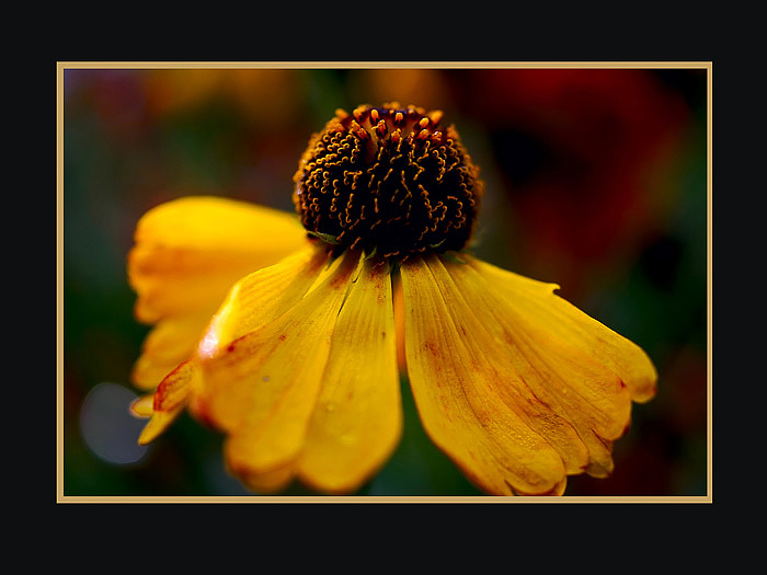 Helenium hybr. - Garden perennials