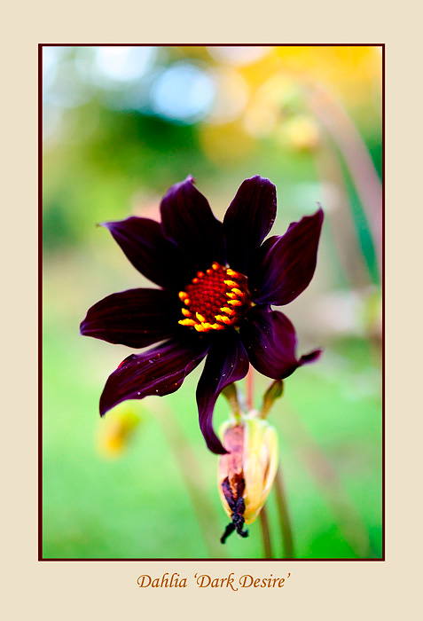 Dahlia 'Dark Desire' 1 - Garden perennials