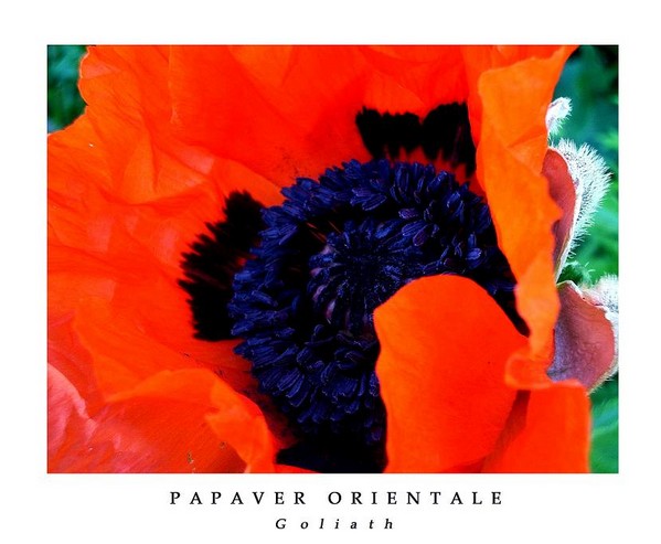 Papaver orientale 'Goliath' - Garden perennials