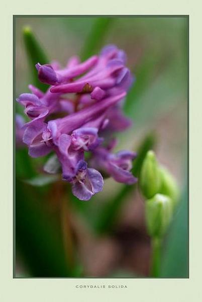 Corydalis solida - Garden perennials