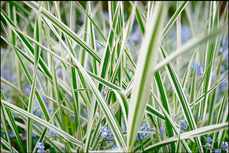 Phalaris arundinacea 'Picta' with Myosotis sylvatica - Garden perennials