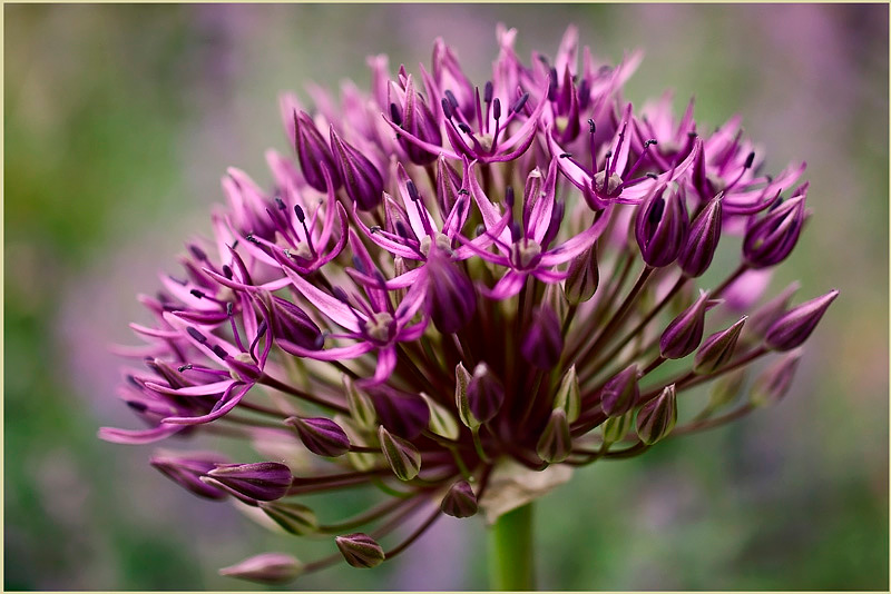 Allium 'Purple Rain' - Garden perennials