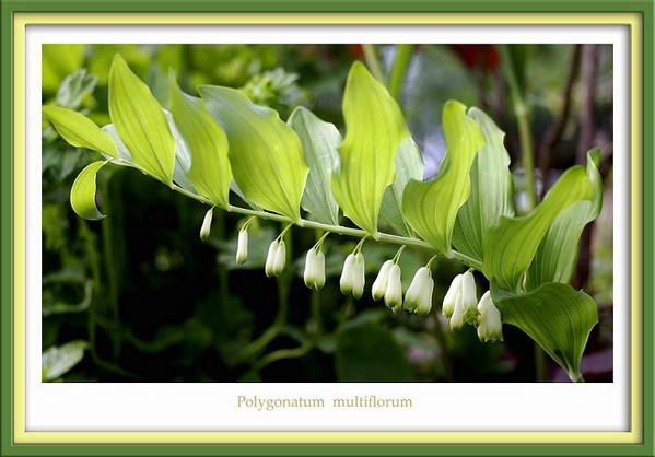Polygonatum multiflorum - Garden perennials