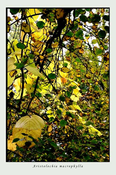 Betula ermanii  2 - Trees and Shrubs