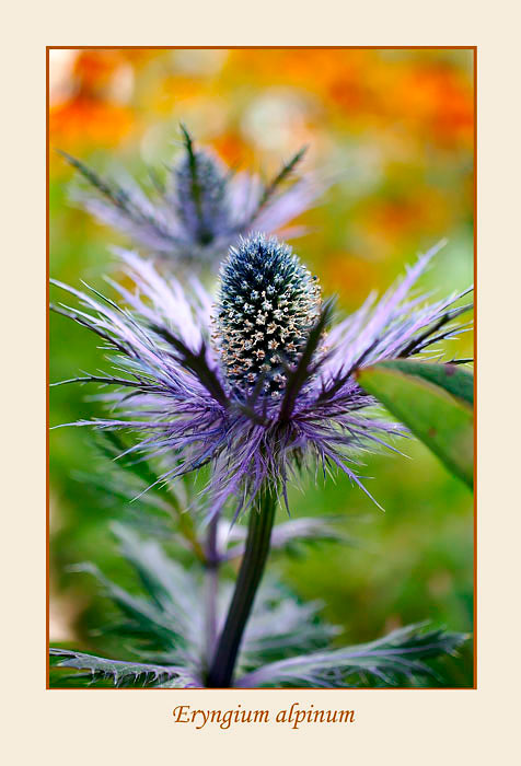 Eryngium alpinum 2 - Garden perennials