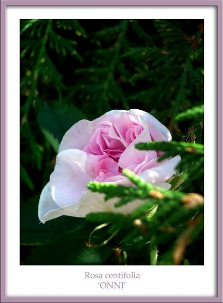 Rosa centifolia 'Onni' 1 - Roses