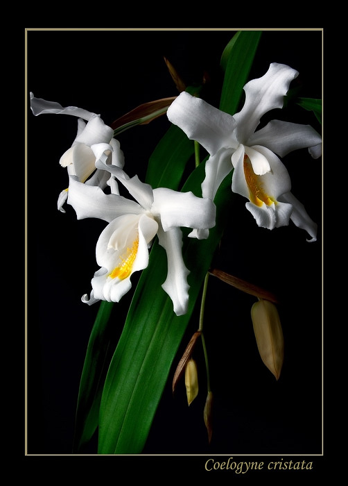 Coelogyne cristata - Orchids