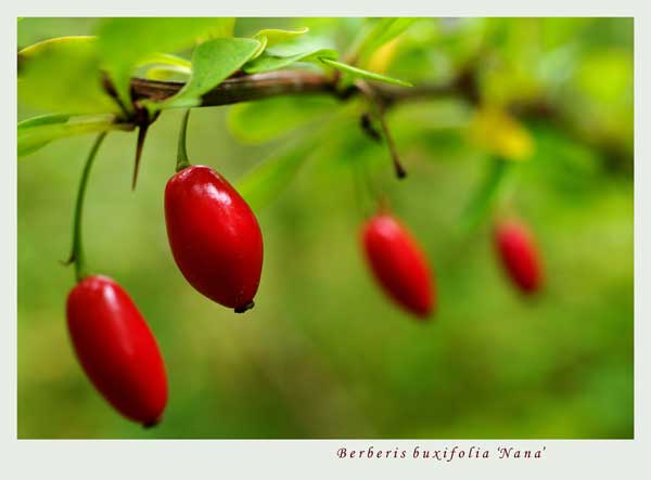 Berberis buxifolia 'Nana' 3 - Trees and Shrubs