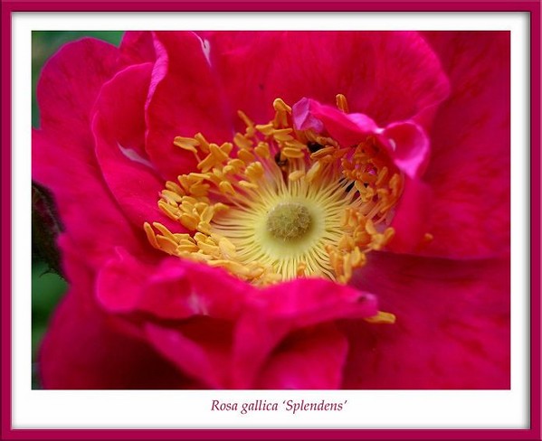 Rosa gallica 'Splendens' 1 - Roses